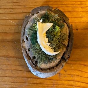 Mink jaw in moss.
